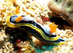 Looking sexy?? Chromodoris Annae taken at Dayang, Malaysia by Mohan Thanabalan 